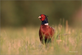 <p>BAŽANT OBECNÝ (Phasianus colchicus) - jižní Morava ---- /Common peansant - Fasan/</p>